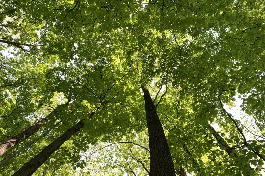 Lumière filtrée à travers les feuillages d'une forêt lors d'une séance de Shinrin Yoku